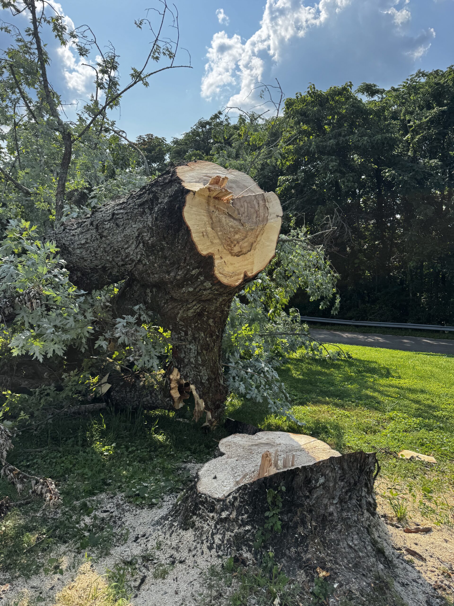 A large tree has been cut down as part of a tree removal, with its trunk and branches lying on the ground beside the remaining stump; sawdust is scattered around the area.