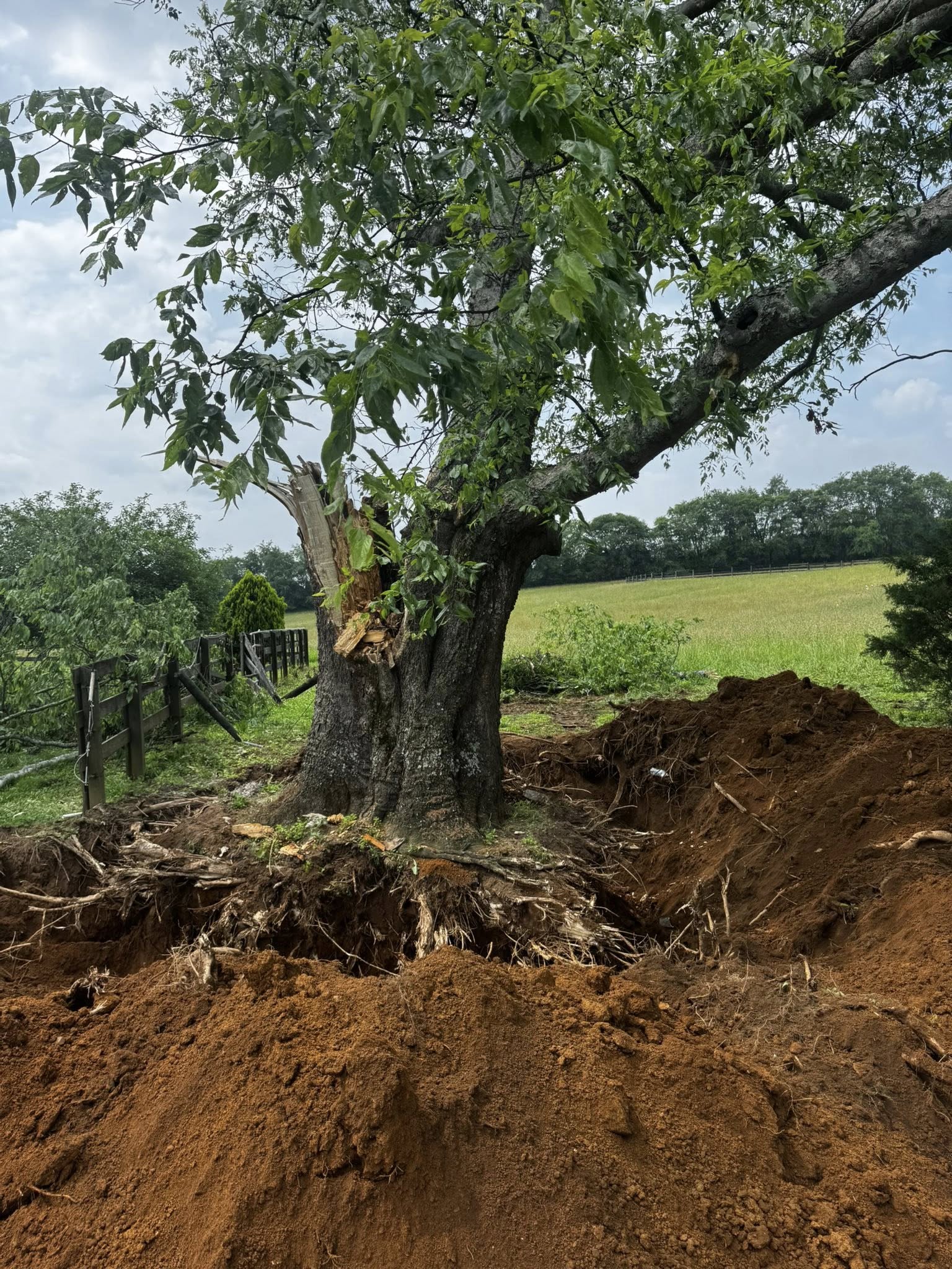 Tree Removal in Lewisburg TN